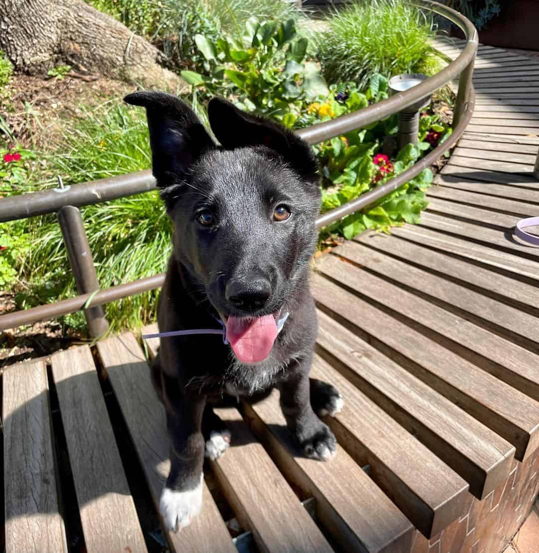 adorable perro Shollie negro al aire libre