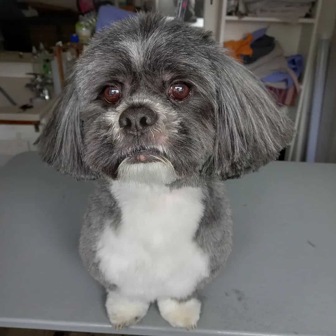 adorable Lhasa Apso azul