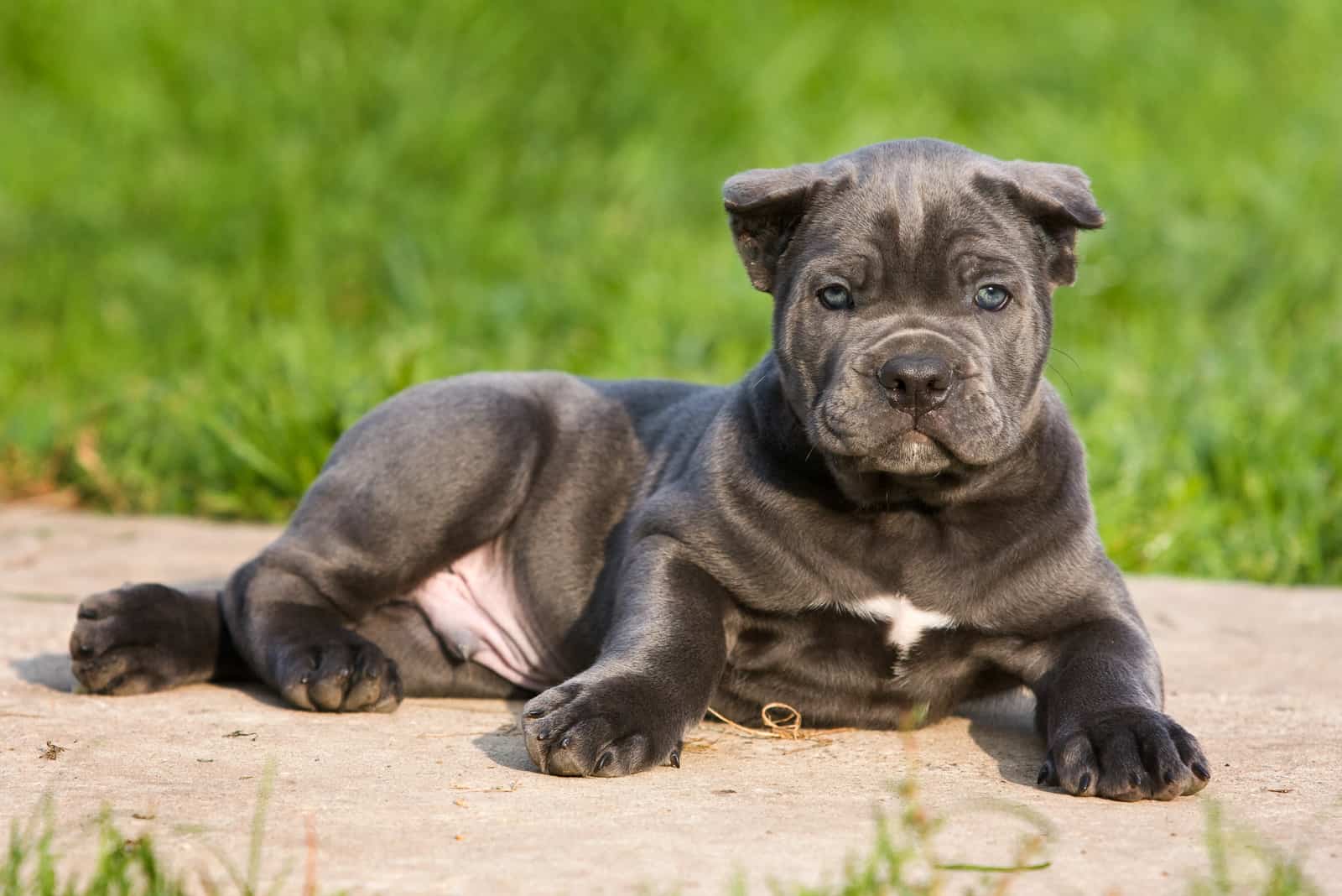 adorable cane corso descansando al aire libre