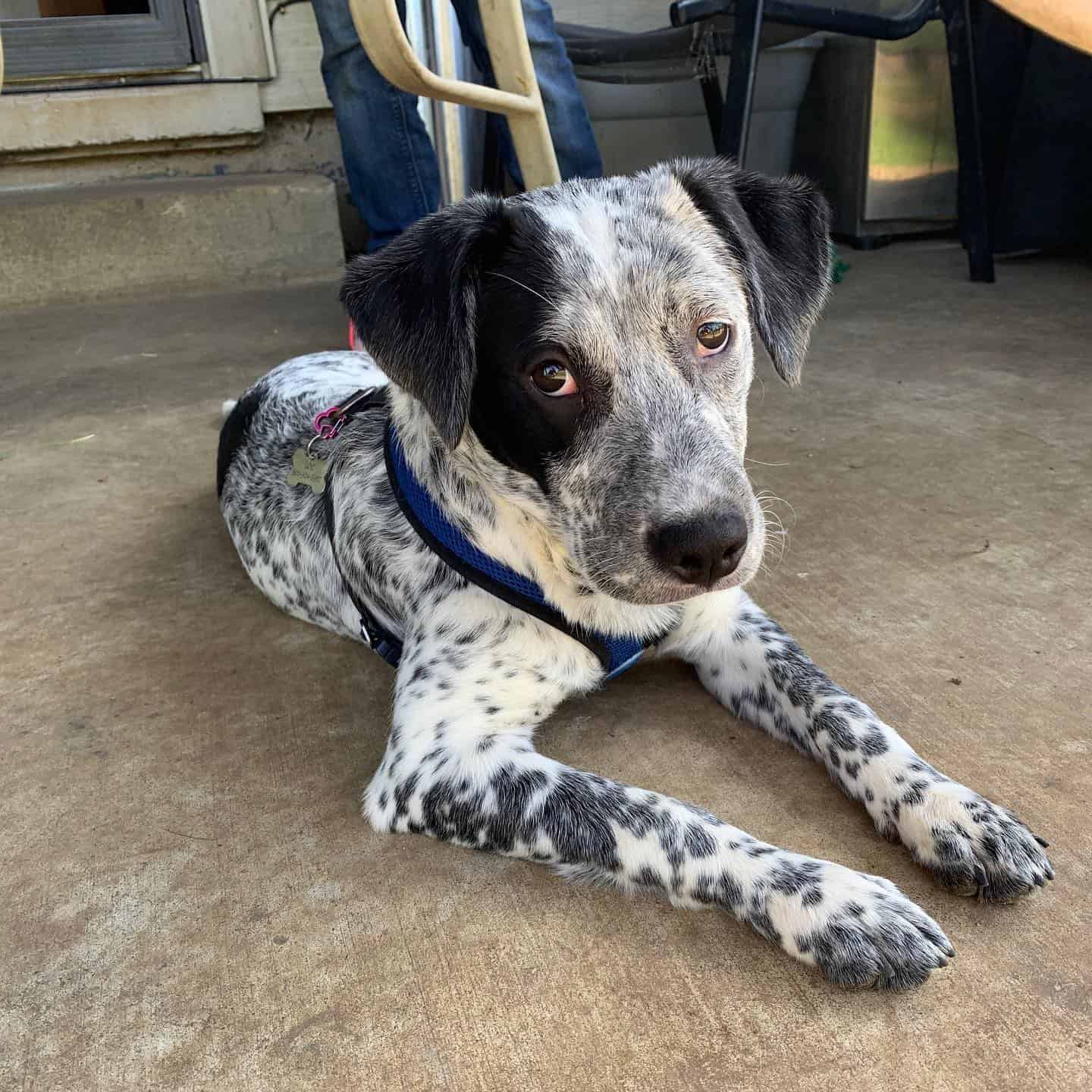 adorable perro mezcla de Catahoula Blue Heeler