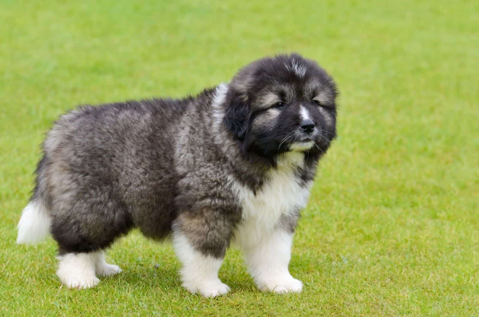 adorable cachorro de pastor caucásico de pie sobre el césped verde