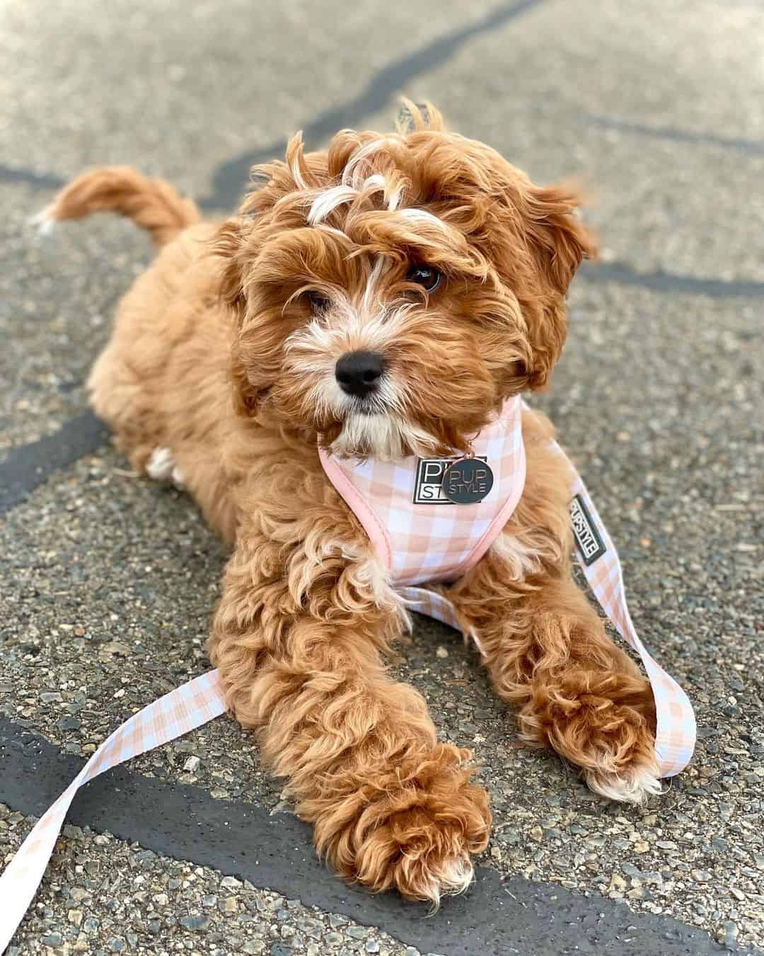 adorable perro cavapoo tumbado en el suelo
