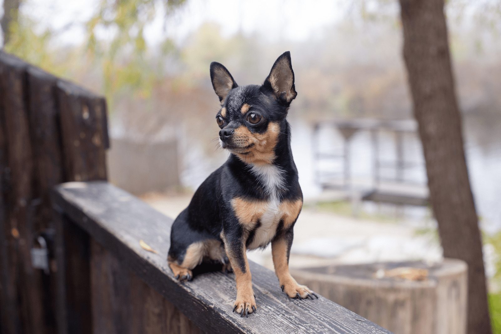 Cachorro adorable de Chihuahua sentado en un árbol