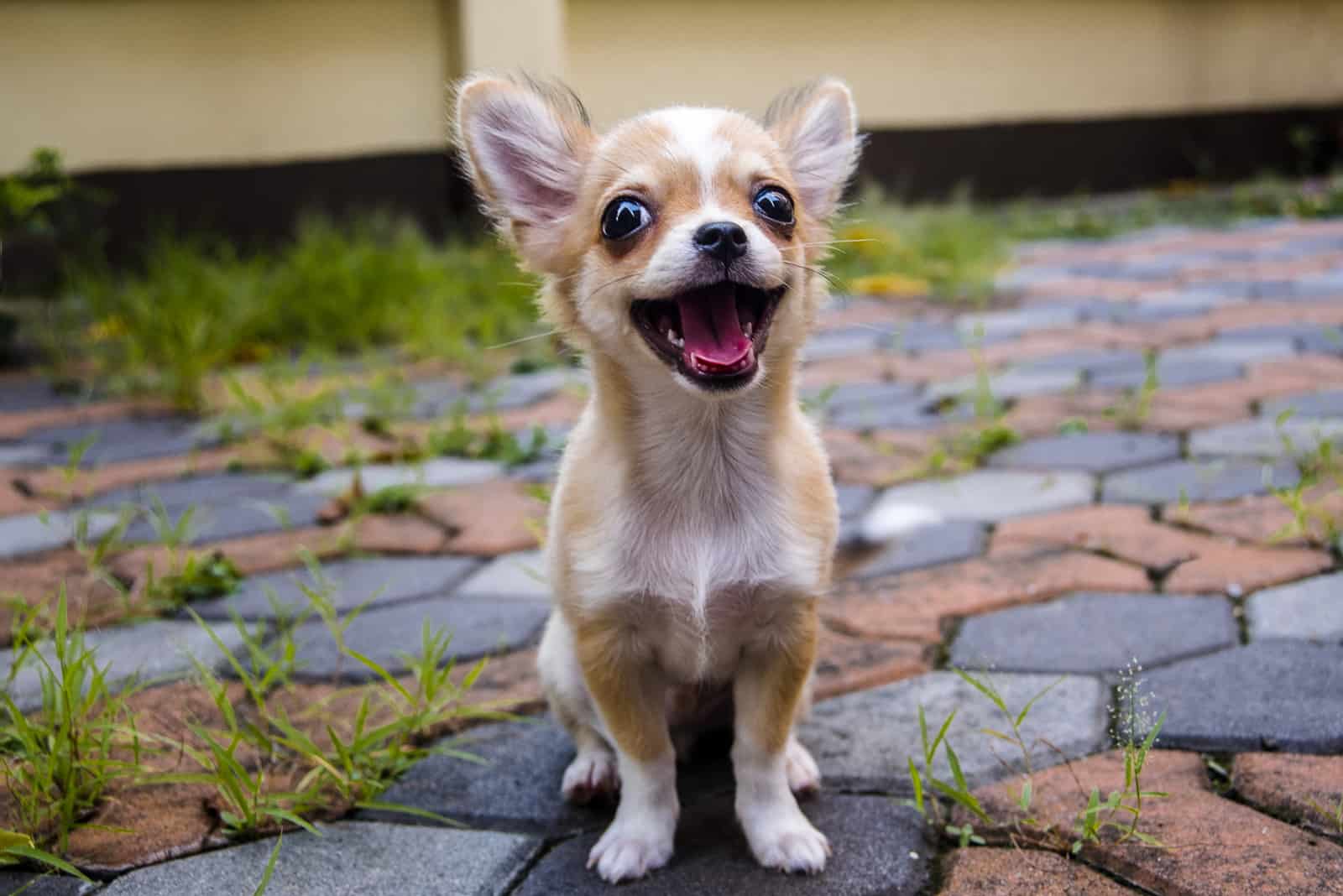 adorable chihuahua sentado en el suelo de concreto