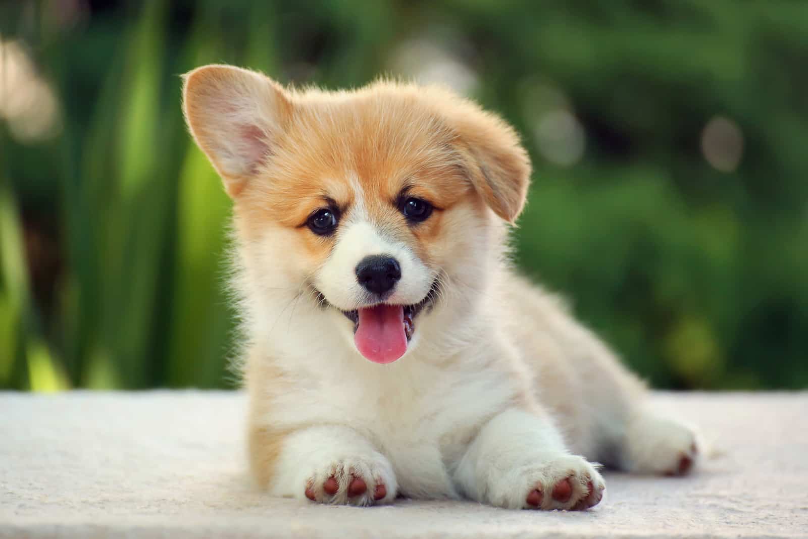 adorable cachorro de corgi al aire libre