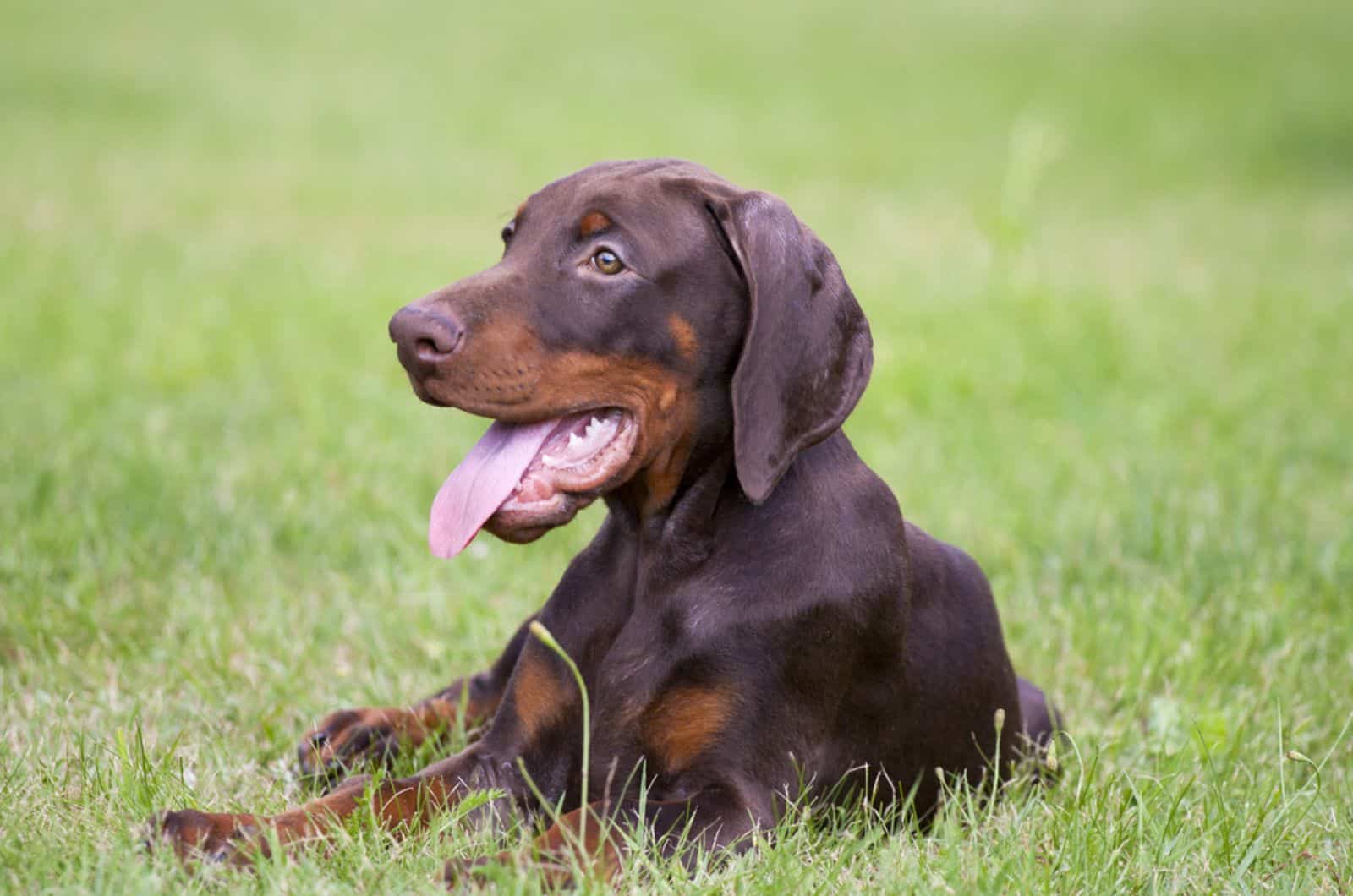 adorable cachorro de doberman acostado en el césped