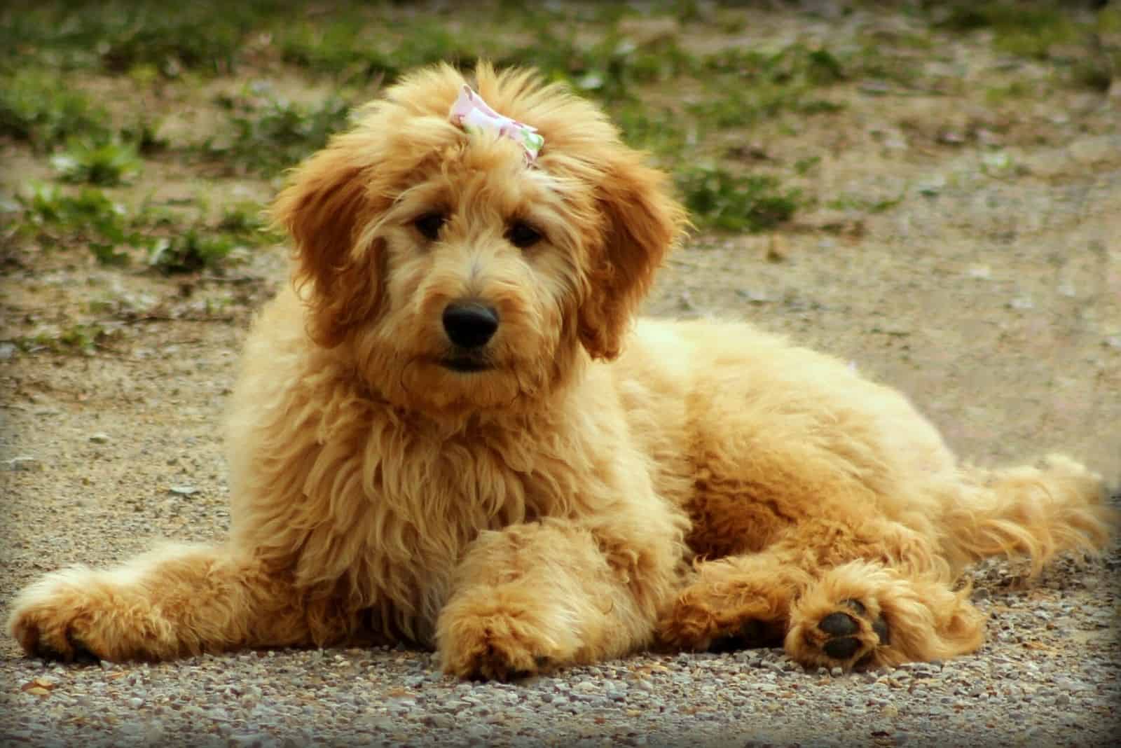 adorable goldendoodle hembra acostada en el suelo