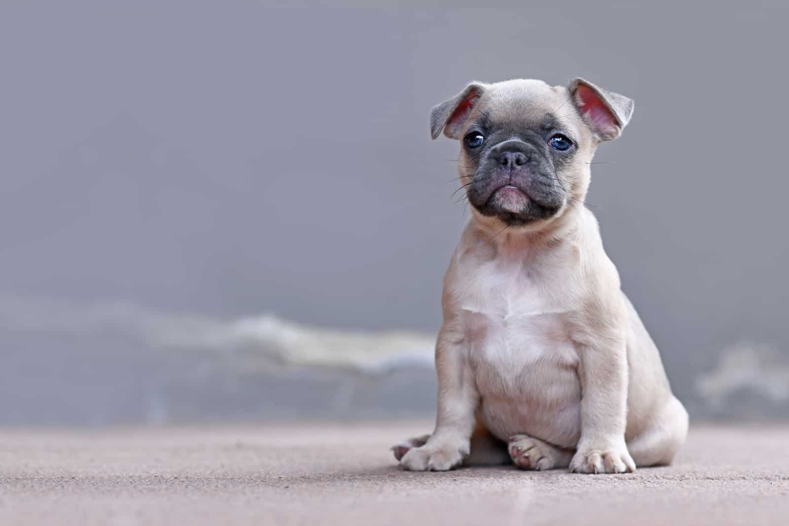 adorable cachorro de bulldog francés con orejas caídas