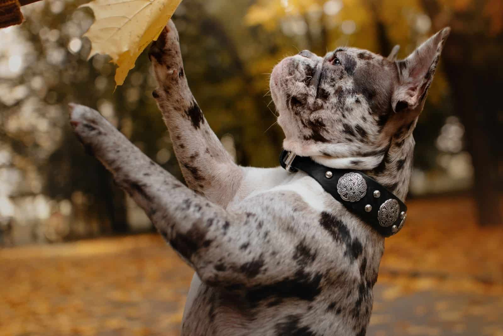 adorable perro merle francés al aire libre en otoño
