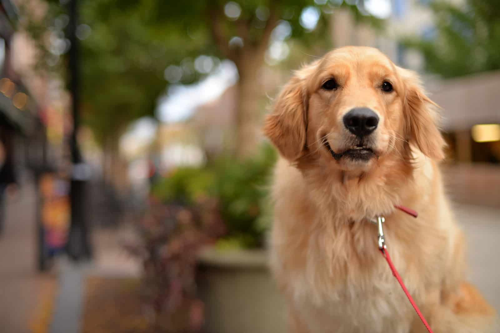 adorable golden retriever afuera