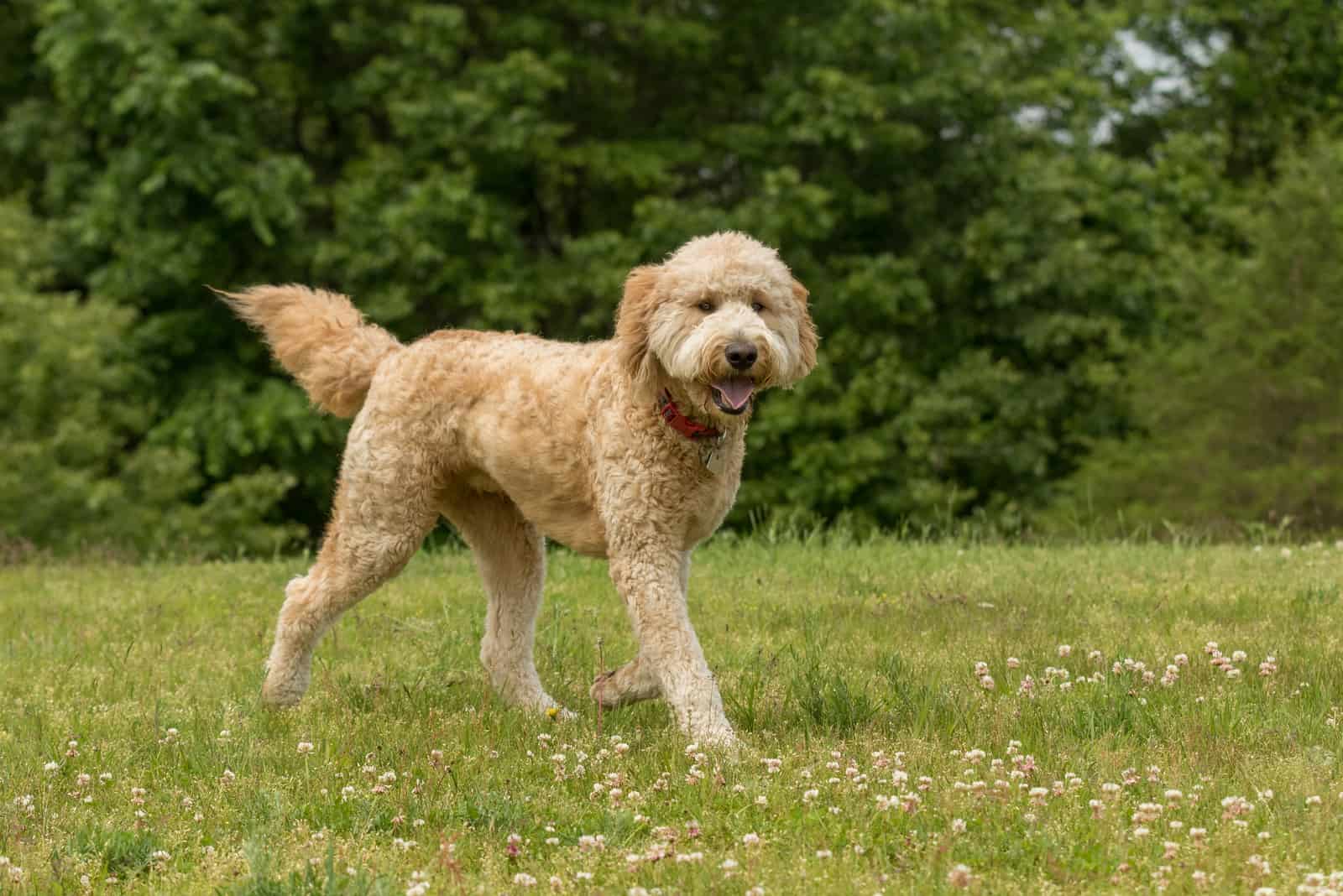 adorable perro goldendoodle corriendo por el parque