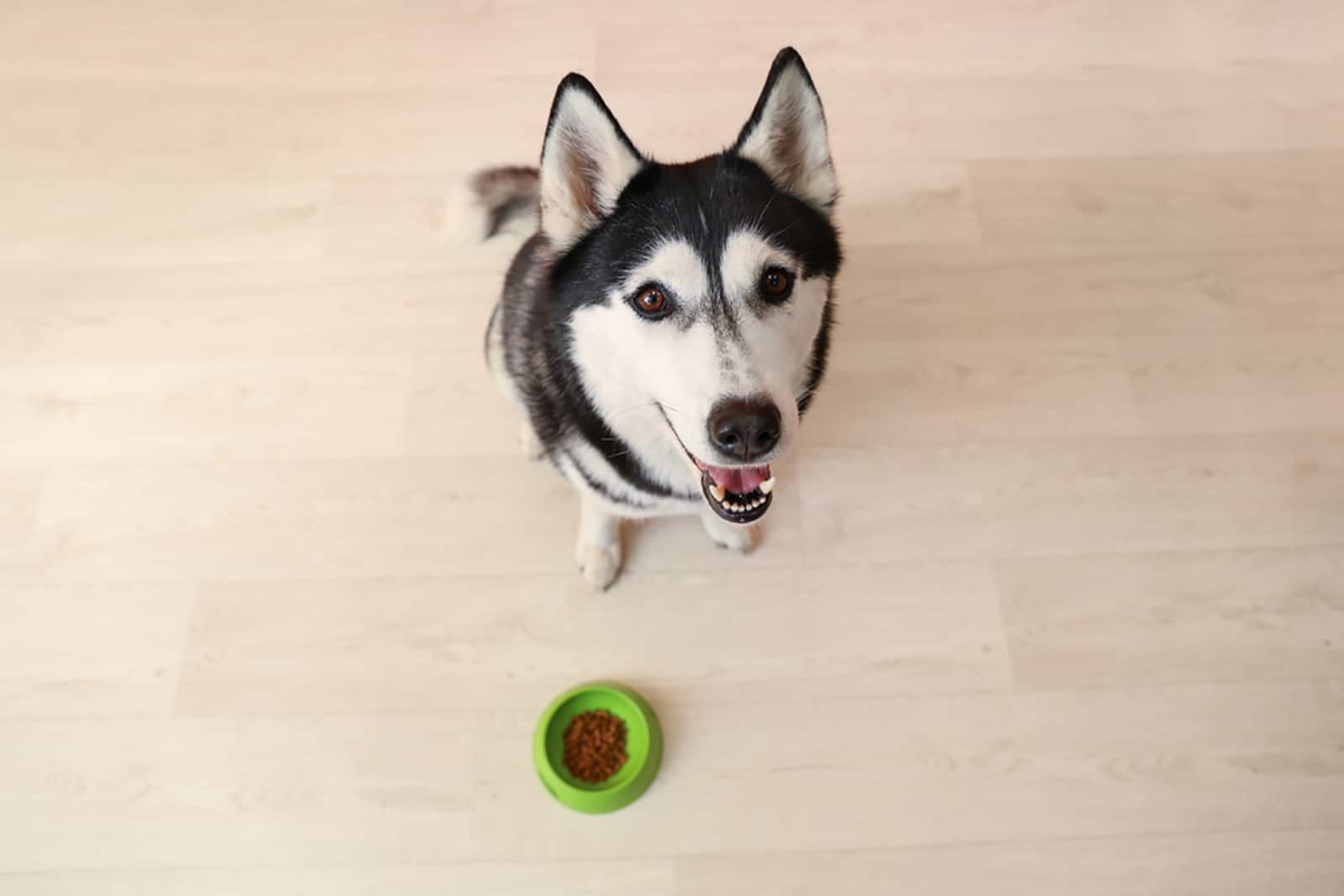 adorable perro husky esperando comida en suelo de madera