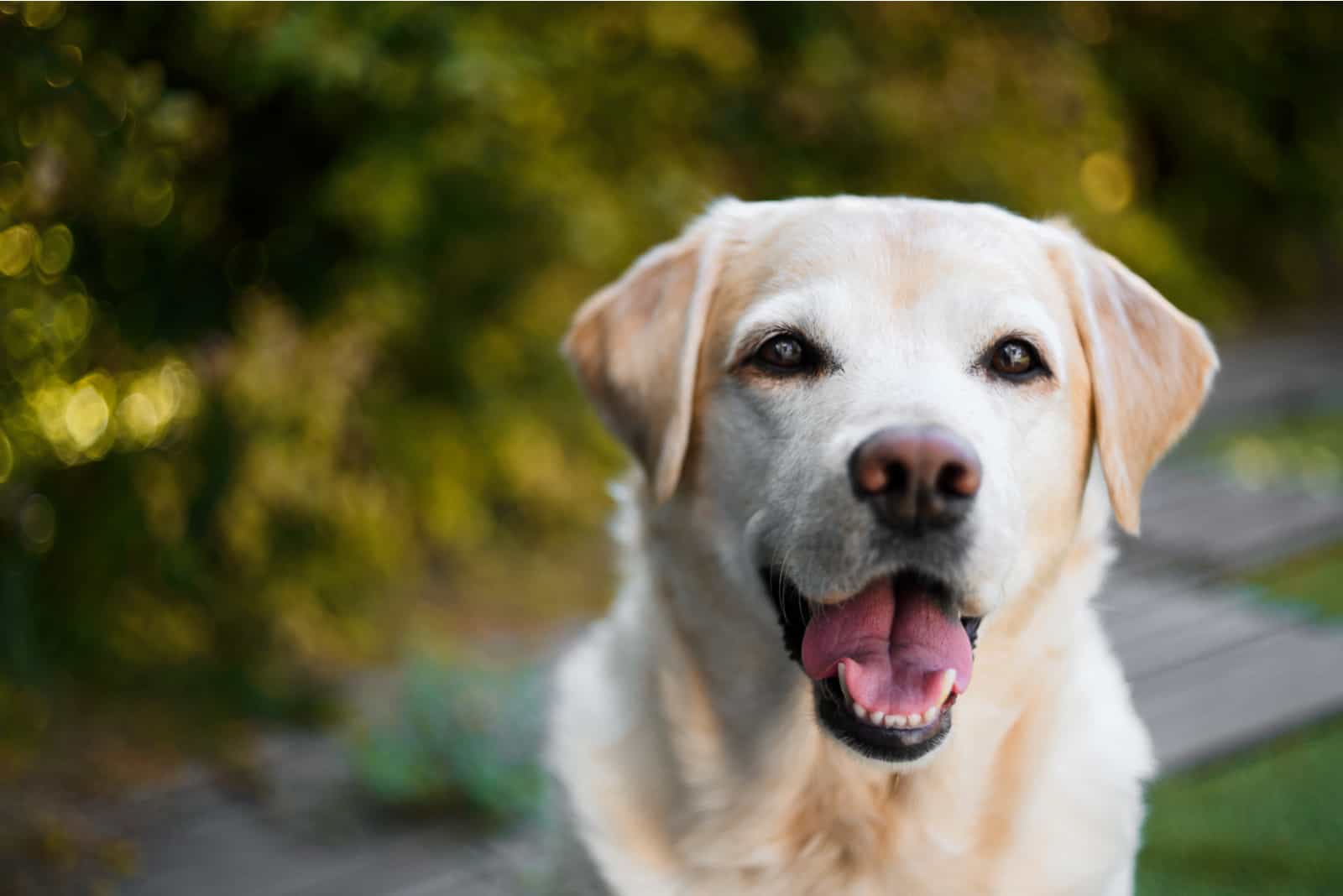 adorable labrador retriever en la naturaleza