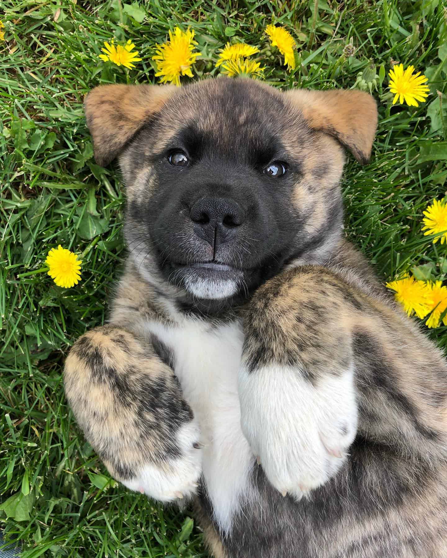 cachorro de labrakita adorable acostado boca arriba