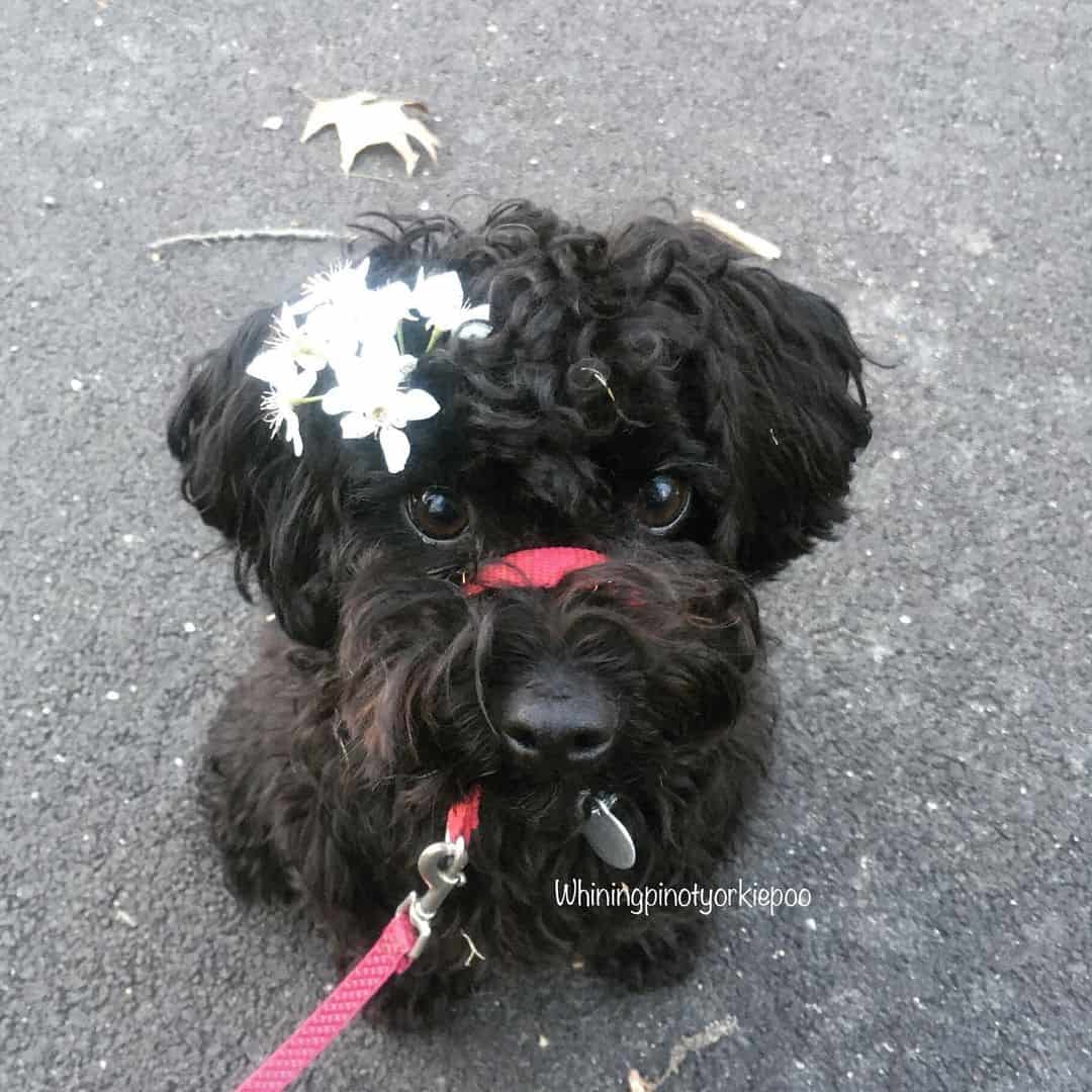 adorable pequeño Caniche Yorkie Negro