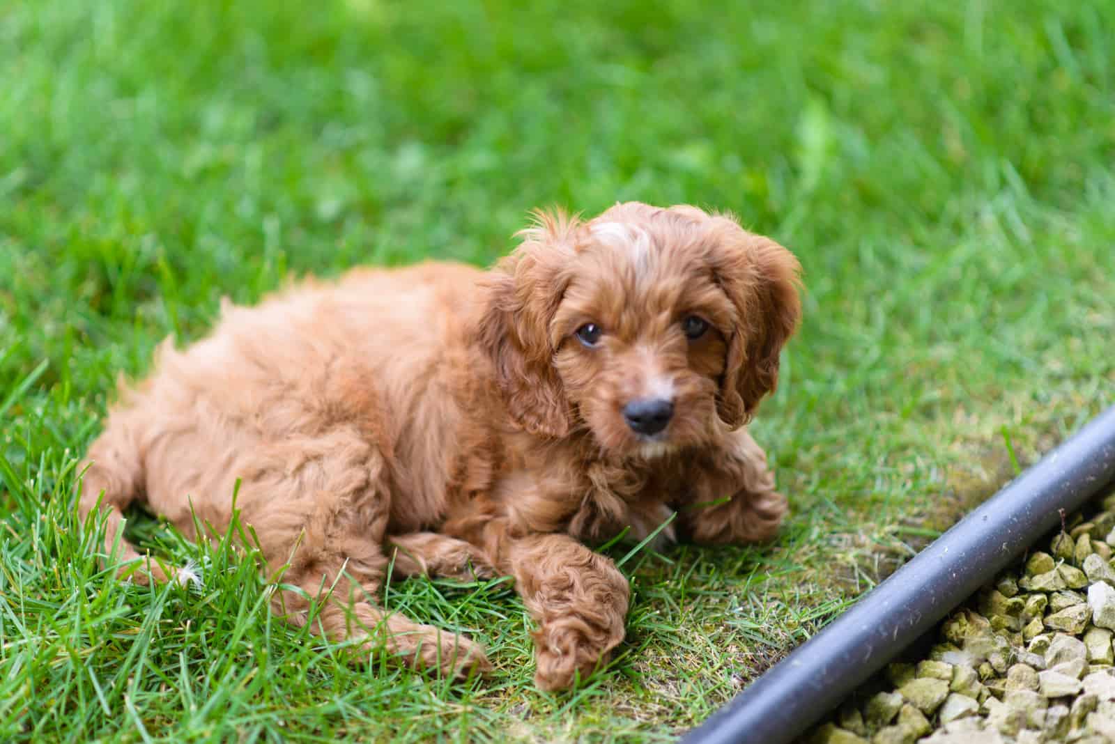 adorable cachorro Cavapoo echado en el patio trasero