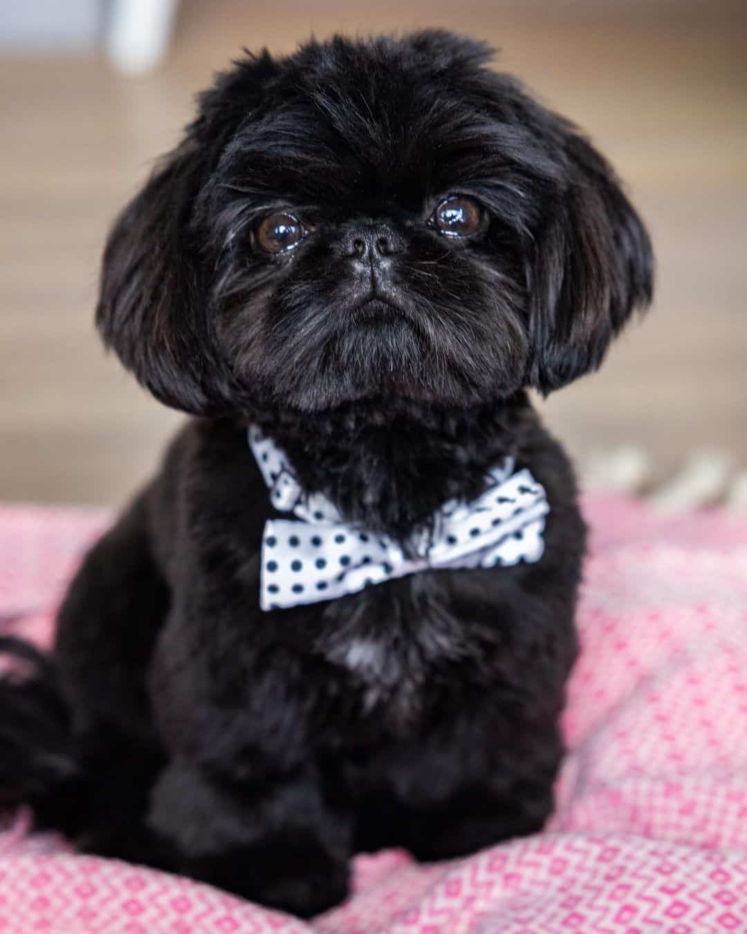 adorable pequeño shih tzu negro