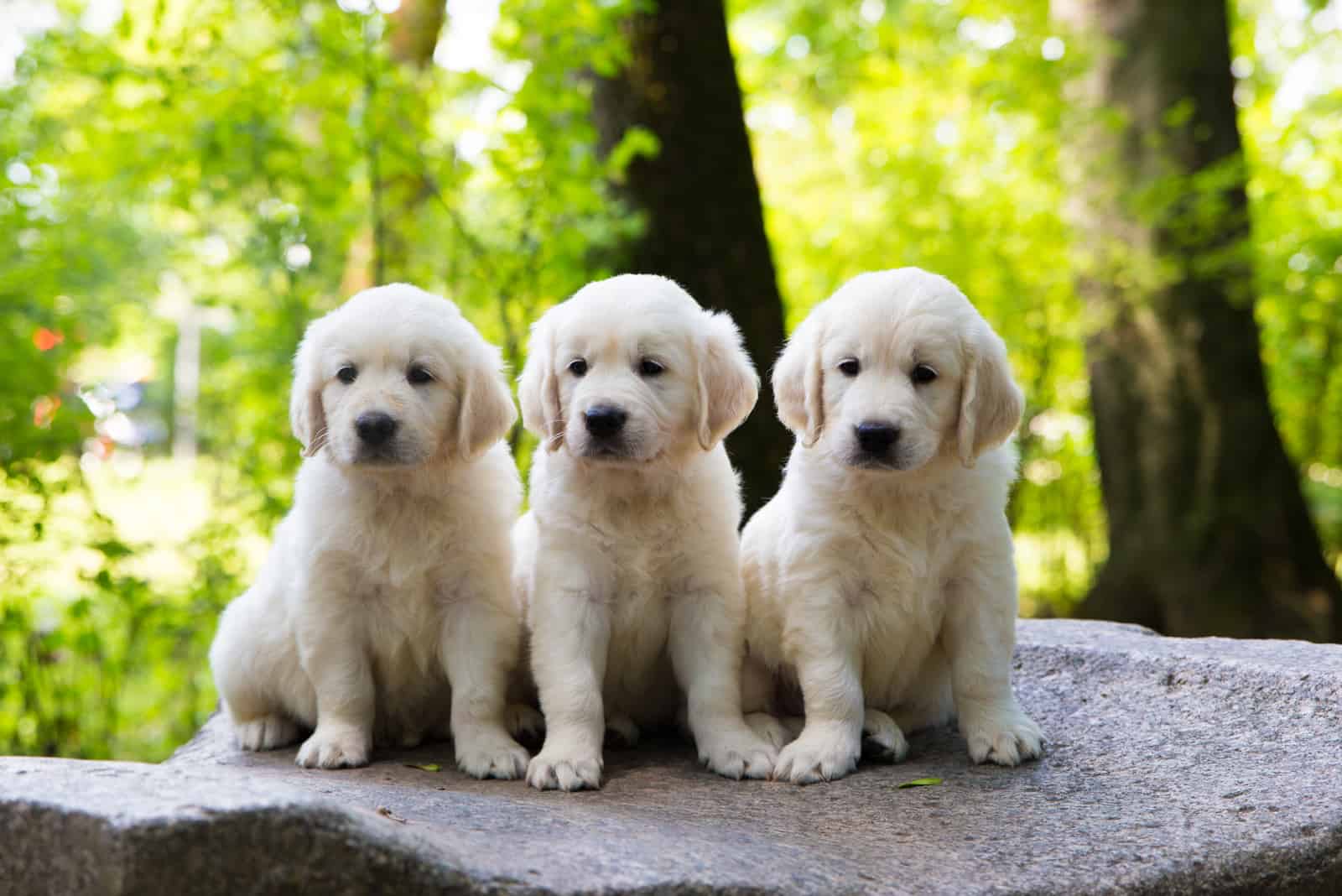 adorables cachorros pequeños de golden retriever