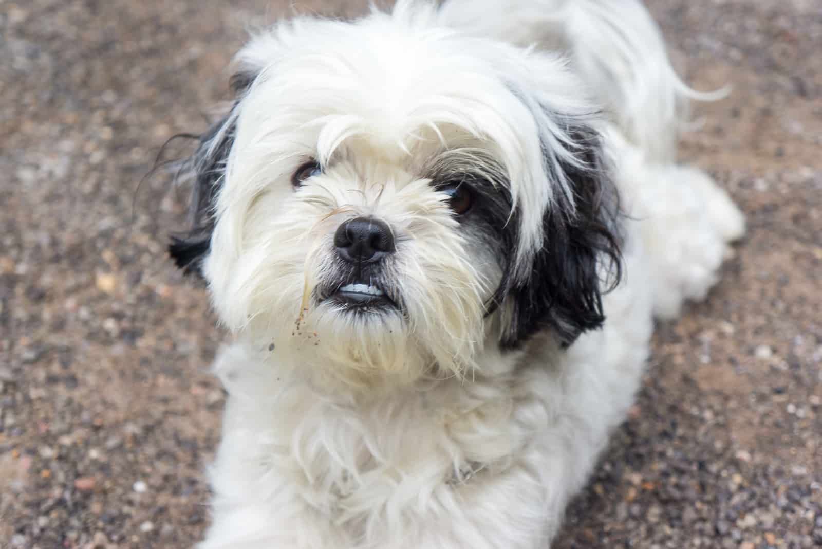 adorable pequeño shih tzu al aire libre