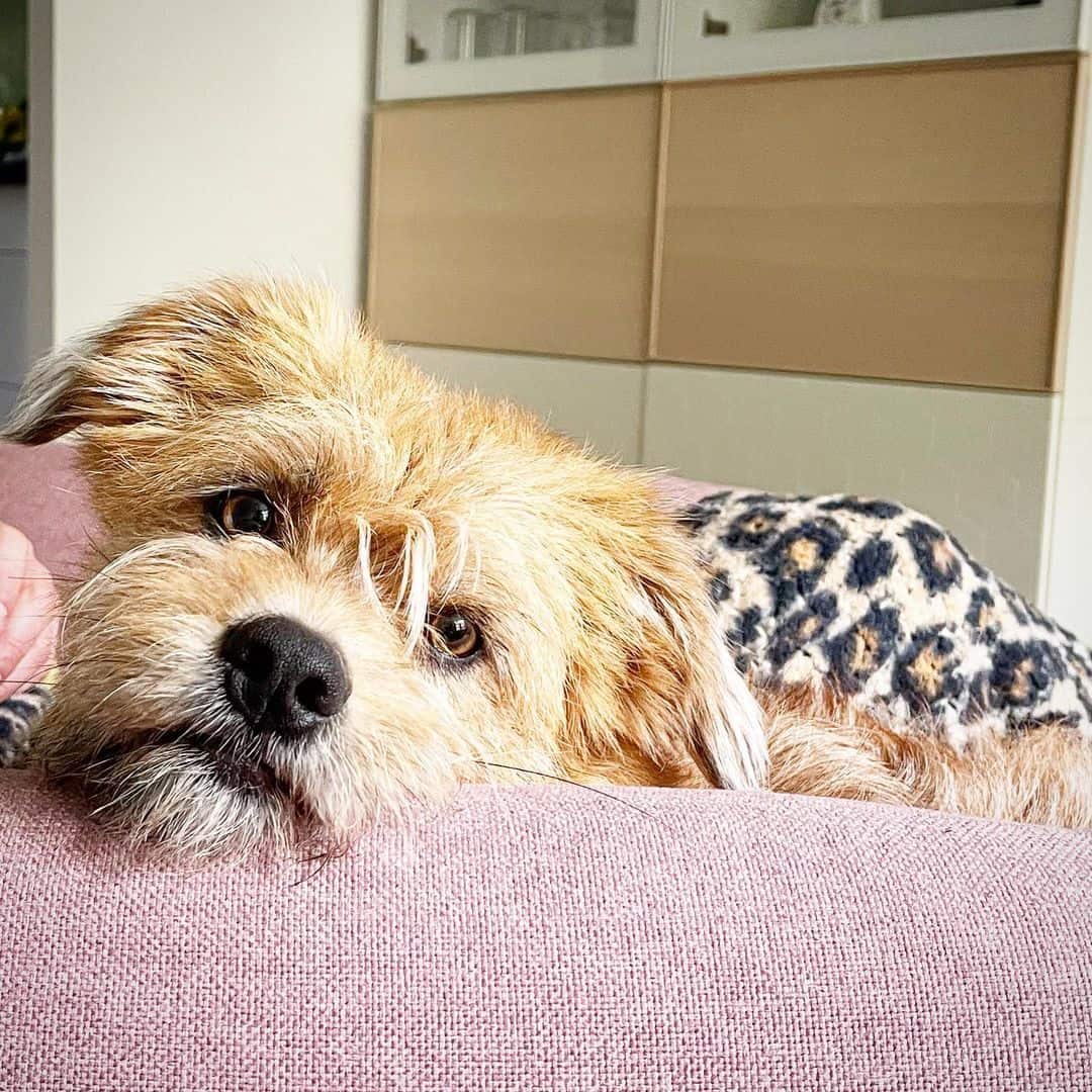 adorable pequeño perro shorgi