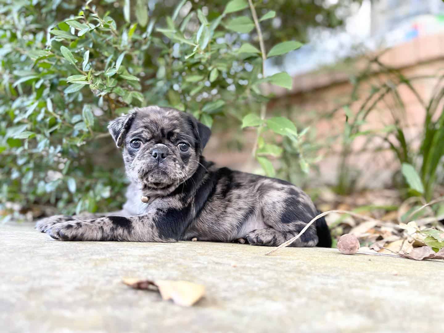adorable pug merle acostado en el suelo