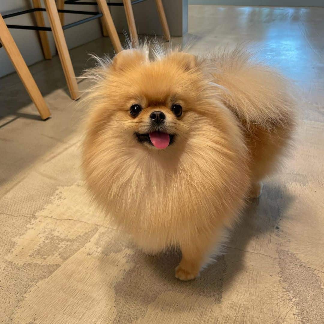 adorable perro pomerania en interiores