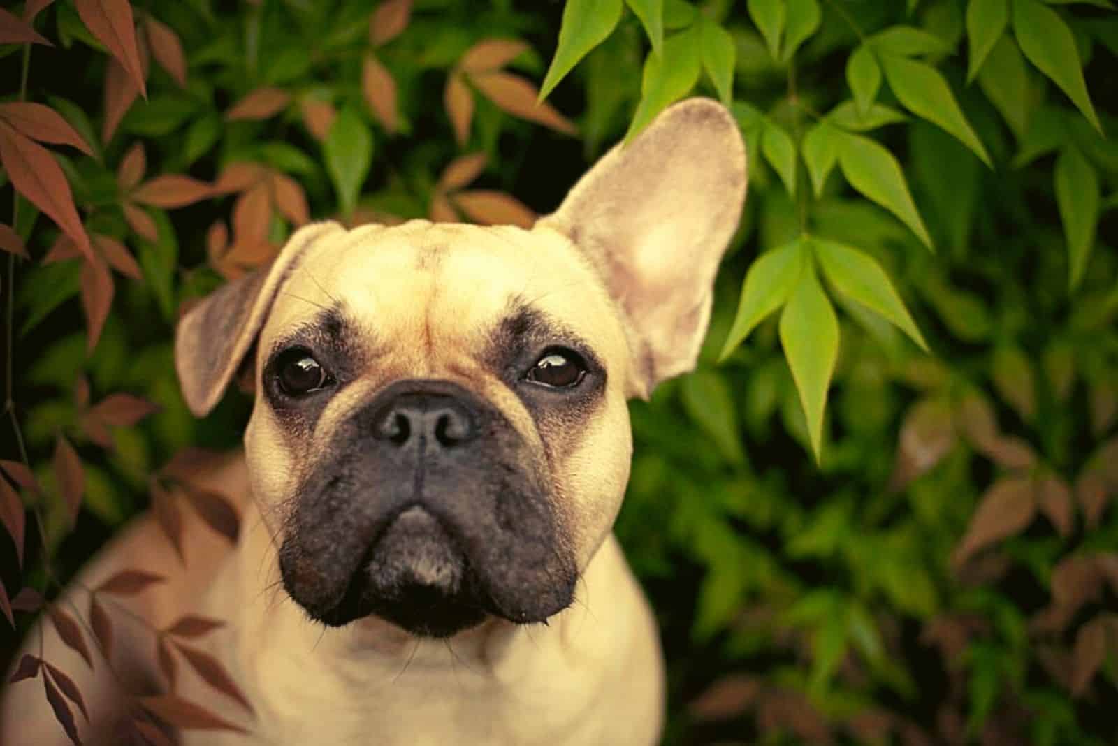 adorable retrato de un bulldog francés con oreja caída