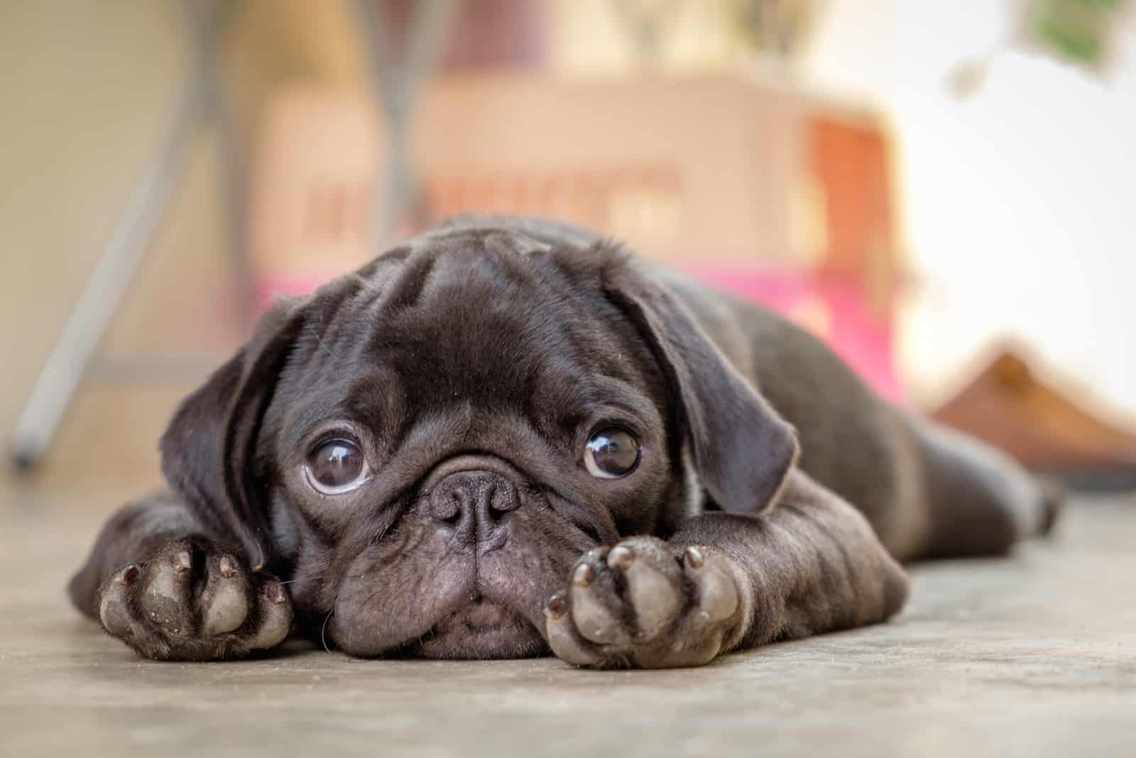 adorable pug acostado en el suelo