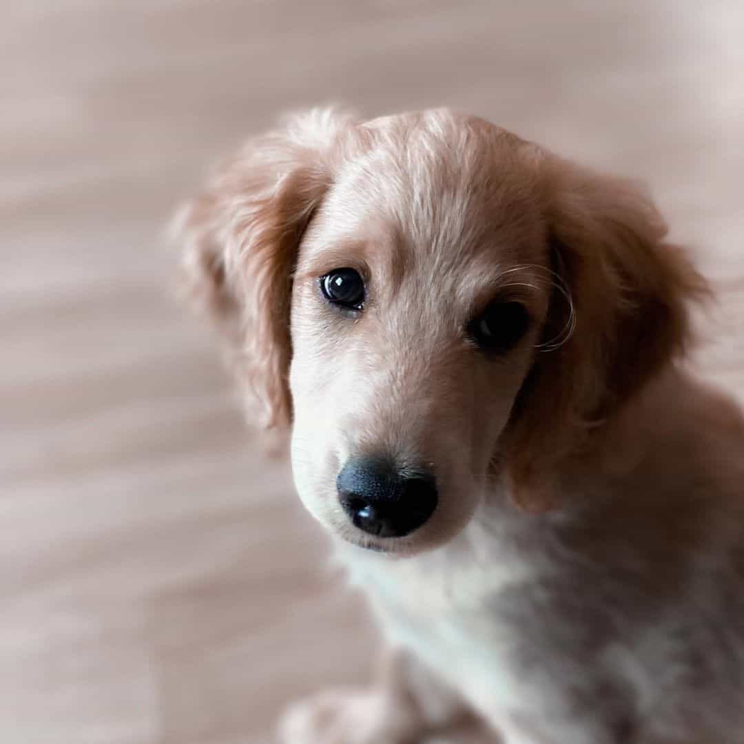 cachorro adorable sentado en casa