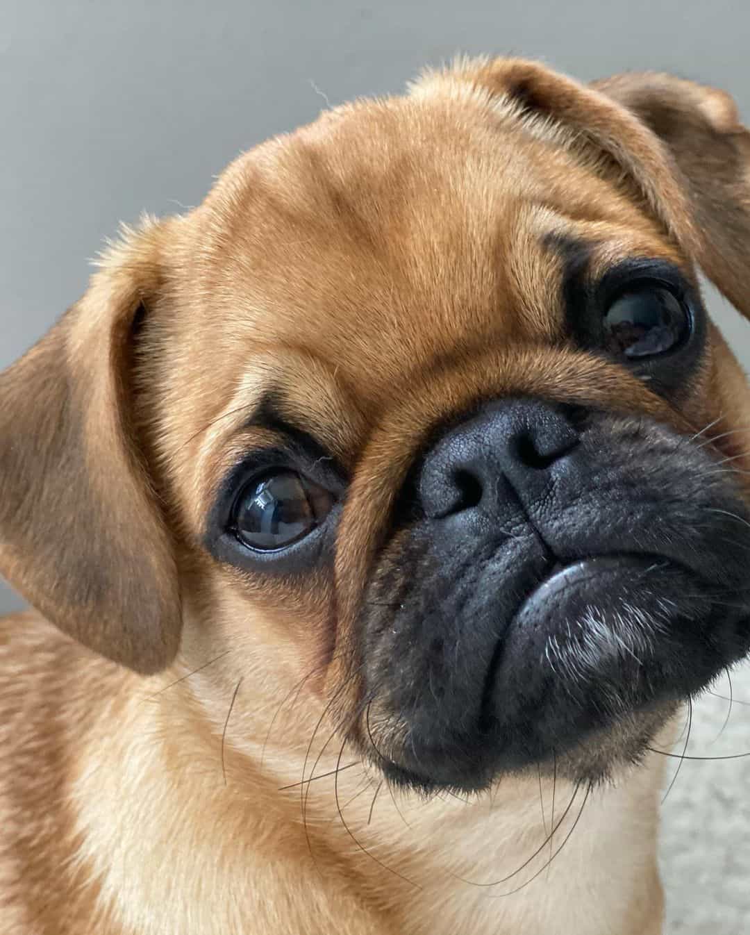 adorable pug albaricoque triste