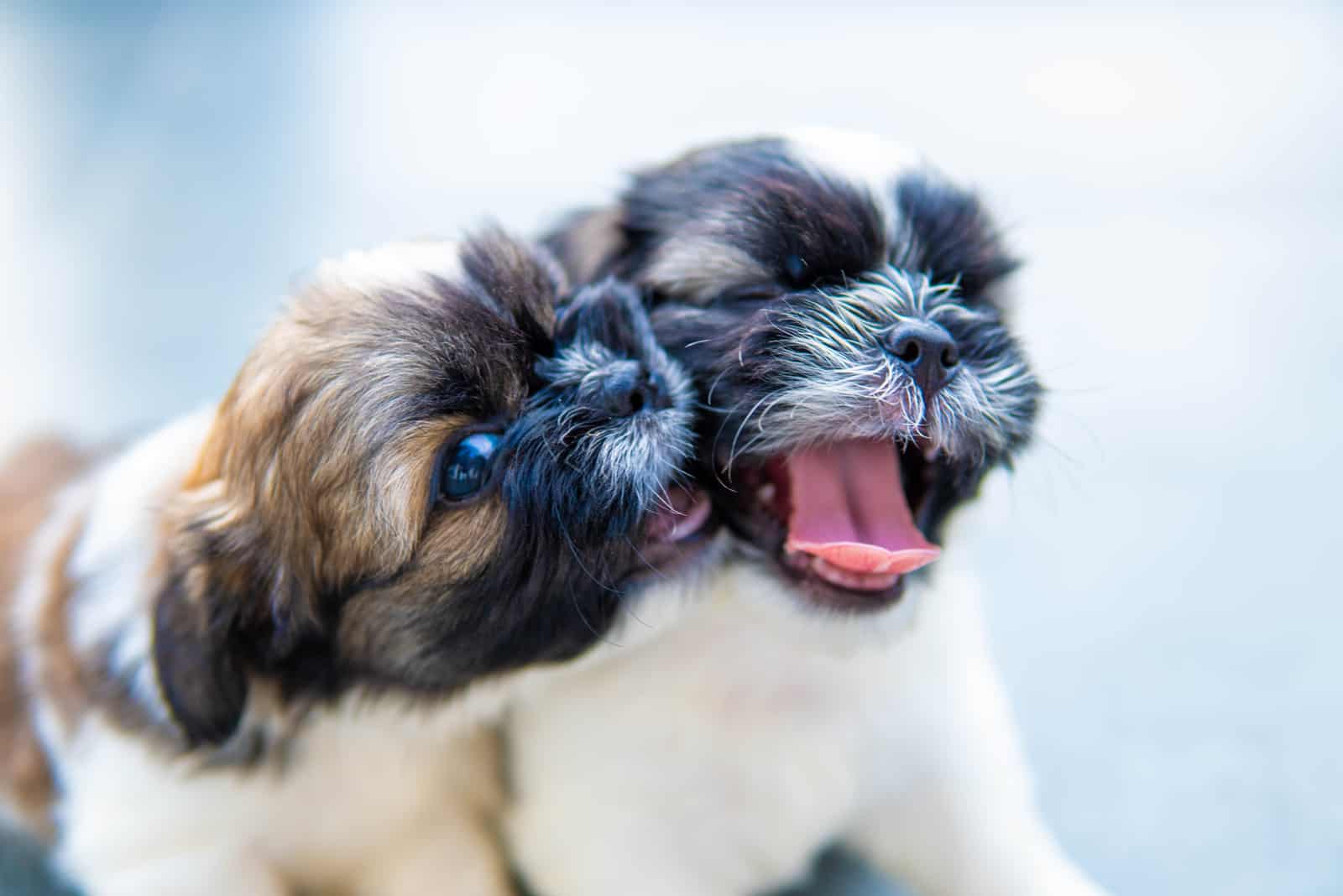 adorables cachorros de shih tzu jugando