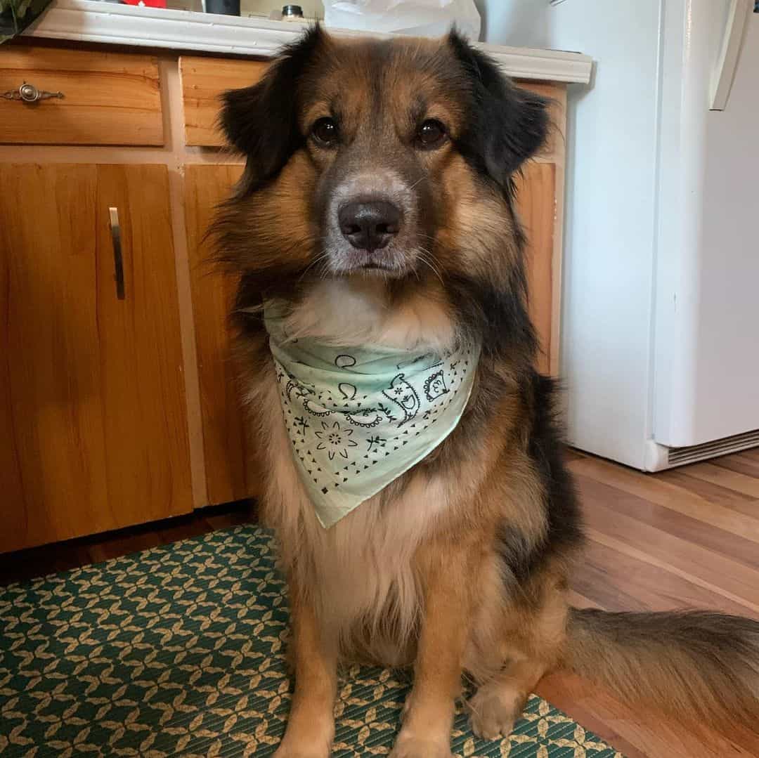 adorable perro Shollie en la casa