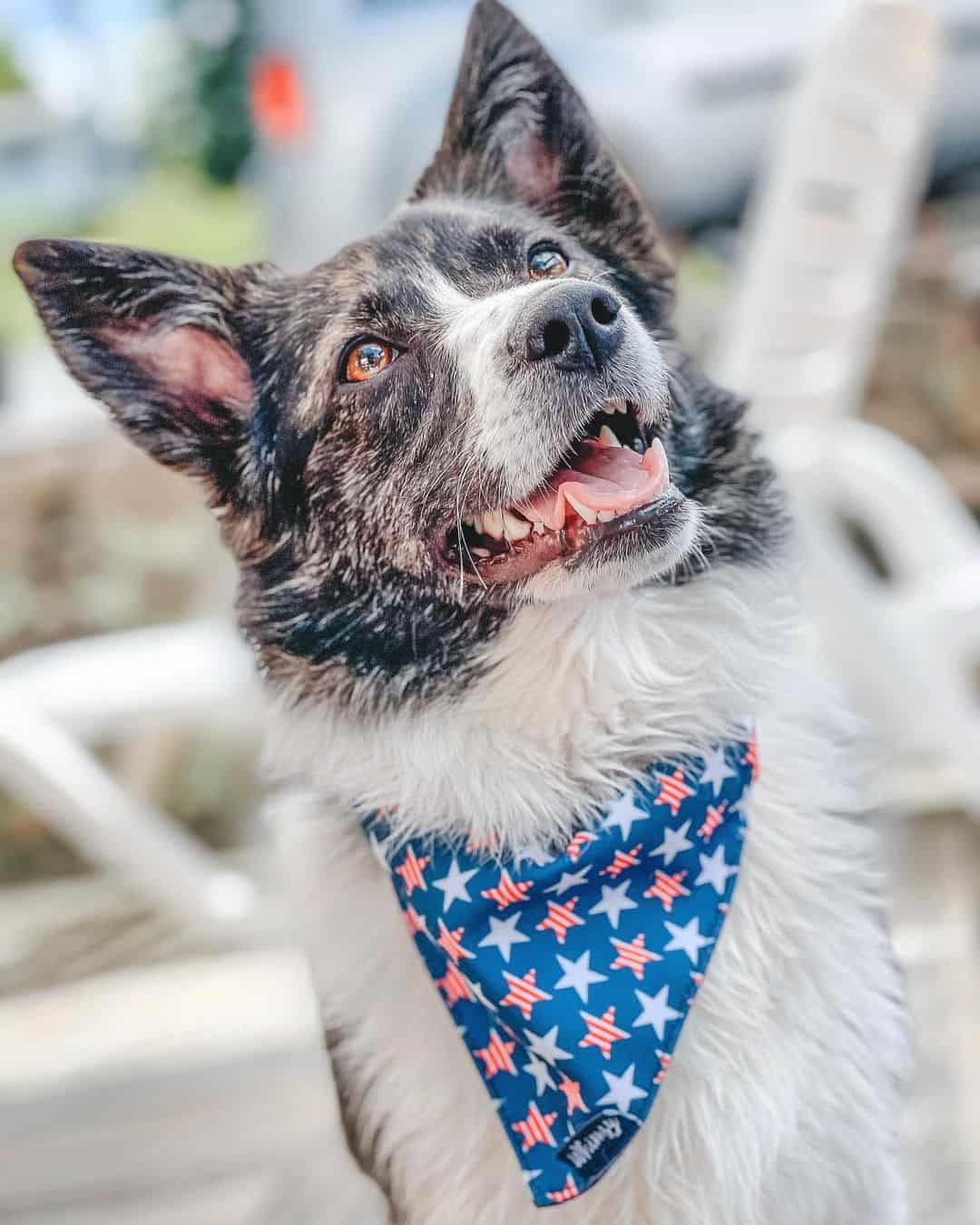 adorable perro shorgi al aire libre