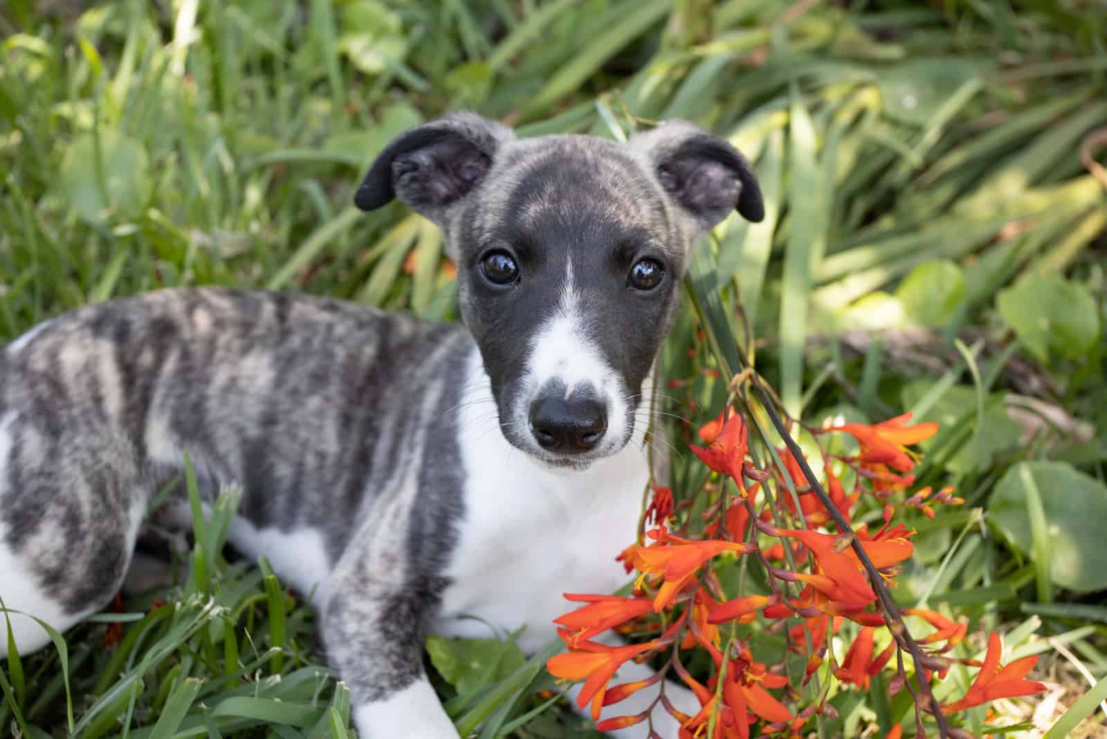 adorable cachorro whippet