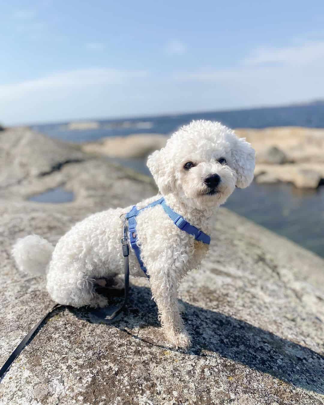 adorable perro Bichón Frisé blanco