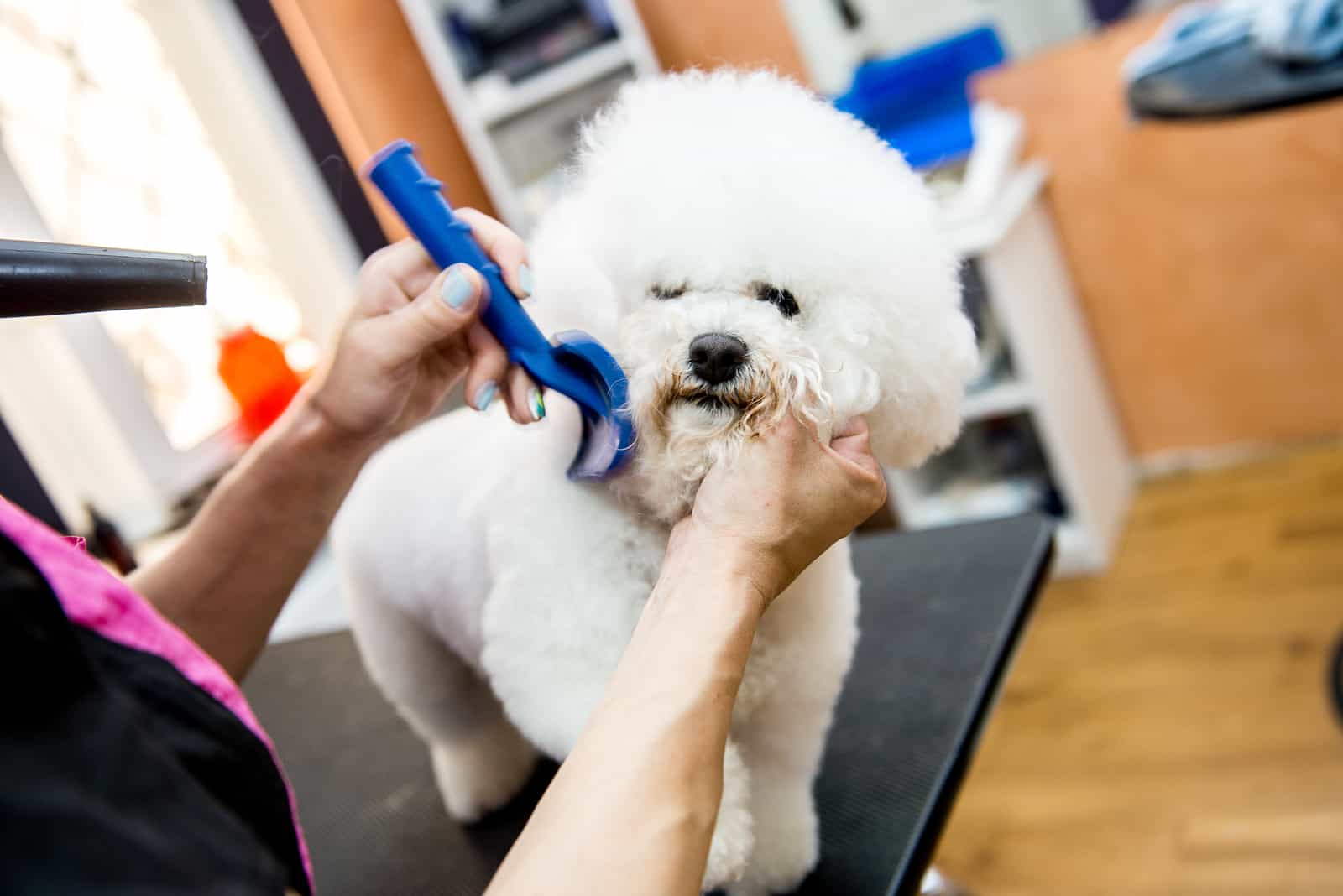 perro bichón frisé blanco adorable siendo arreglado por un peluquero profesional