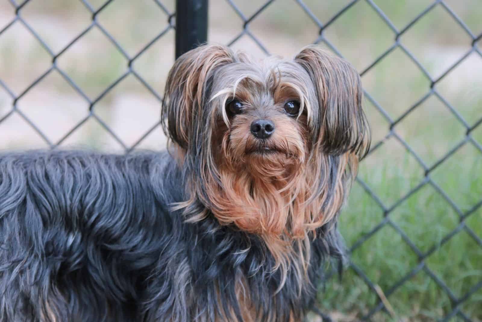adorable yorkie poo de pie cerca de la valla de malla
