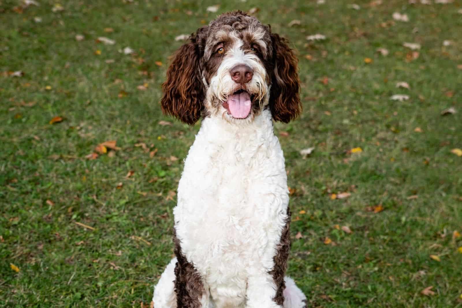bernedoodle adulto y marrón sentado en el césped