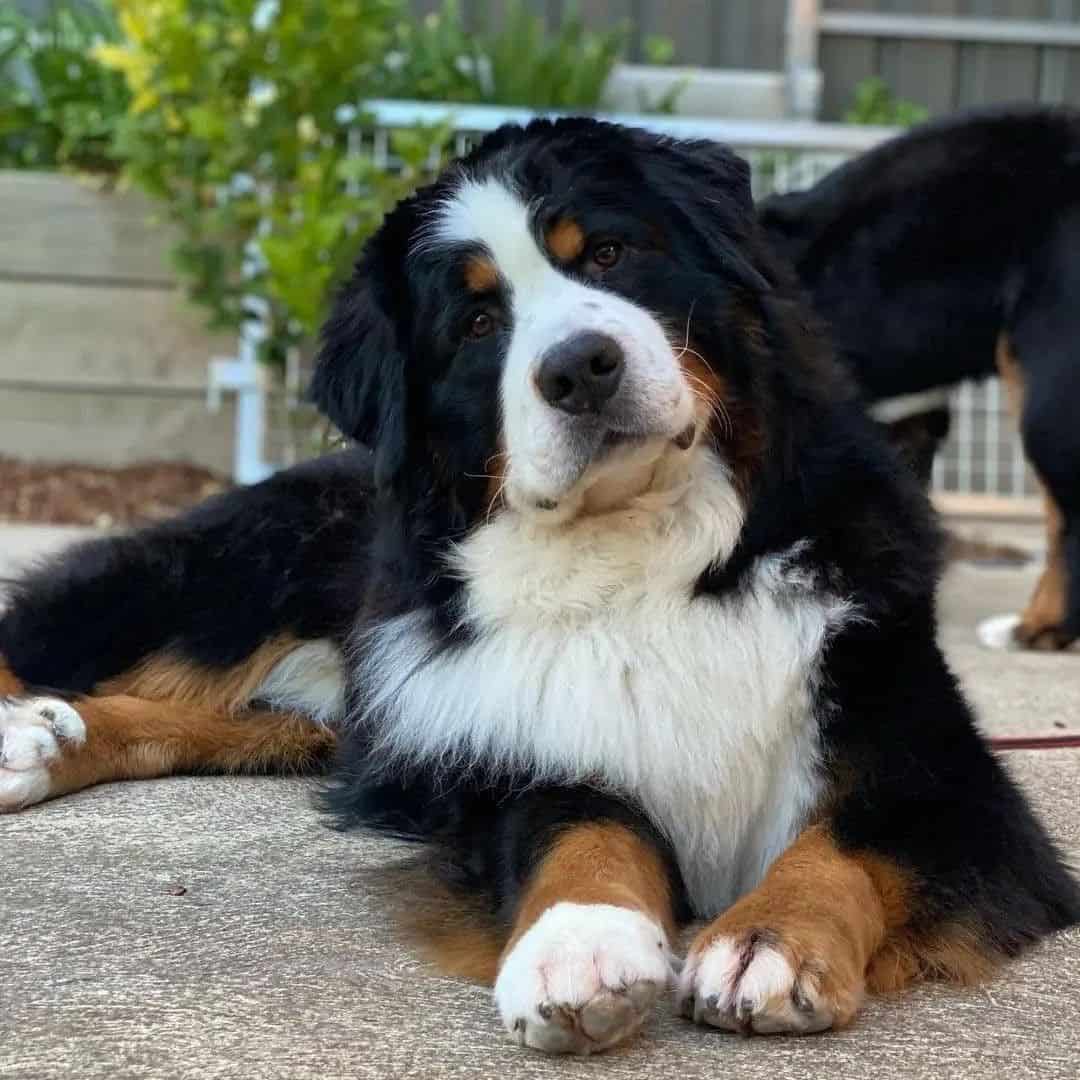 Perro de montaña de Berna adulto