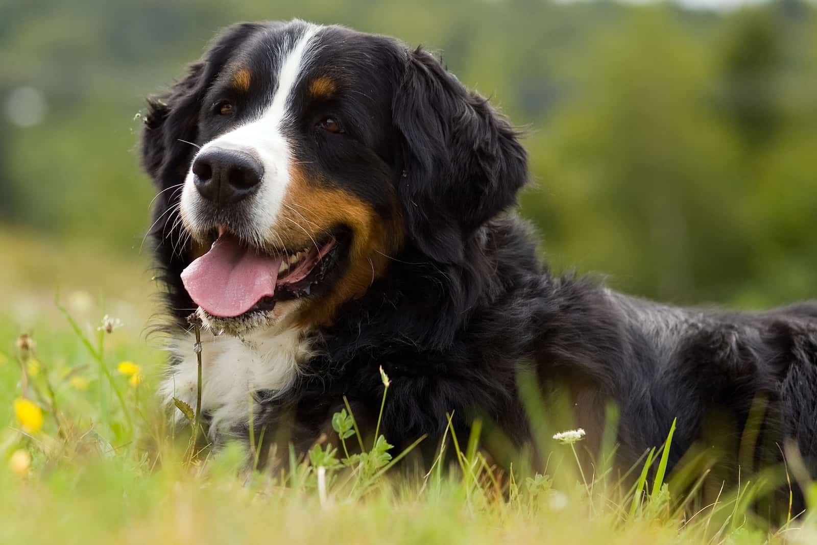 perro de montaña bernés adulto