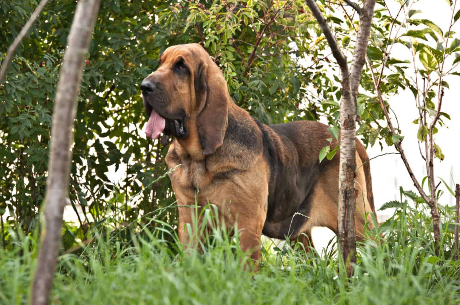 bloodhound adulto en la naturaleza
