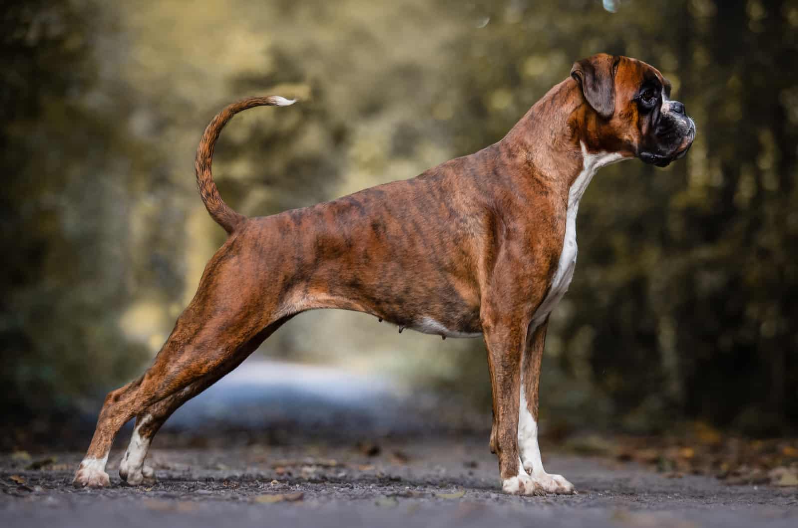 perro boxer adulto de pie