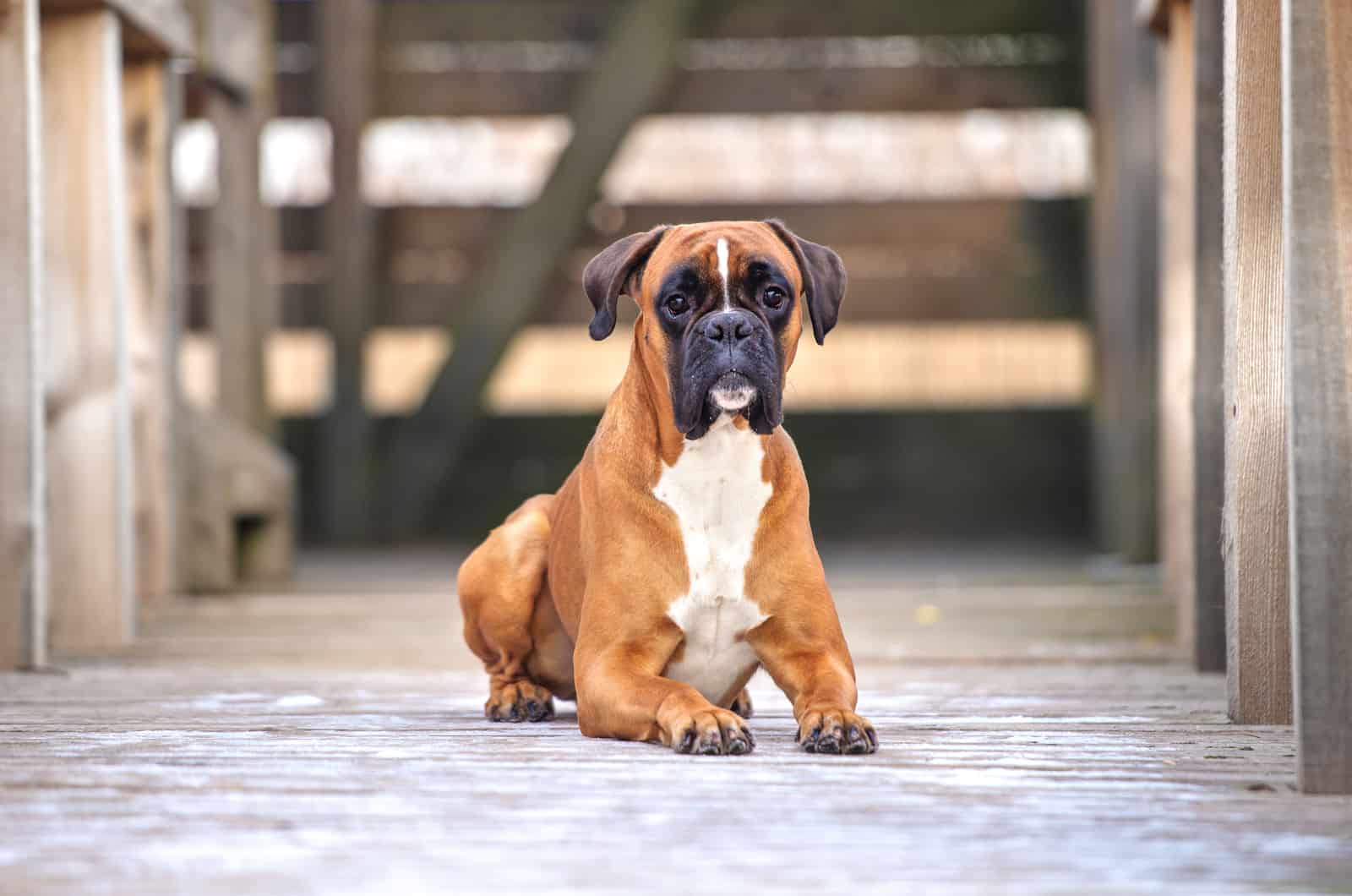 perro boxer adulto marrón