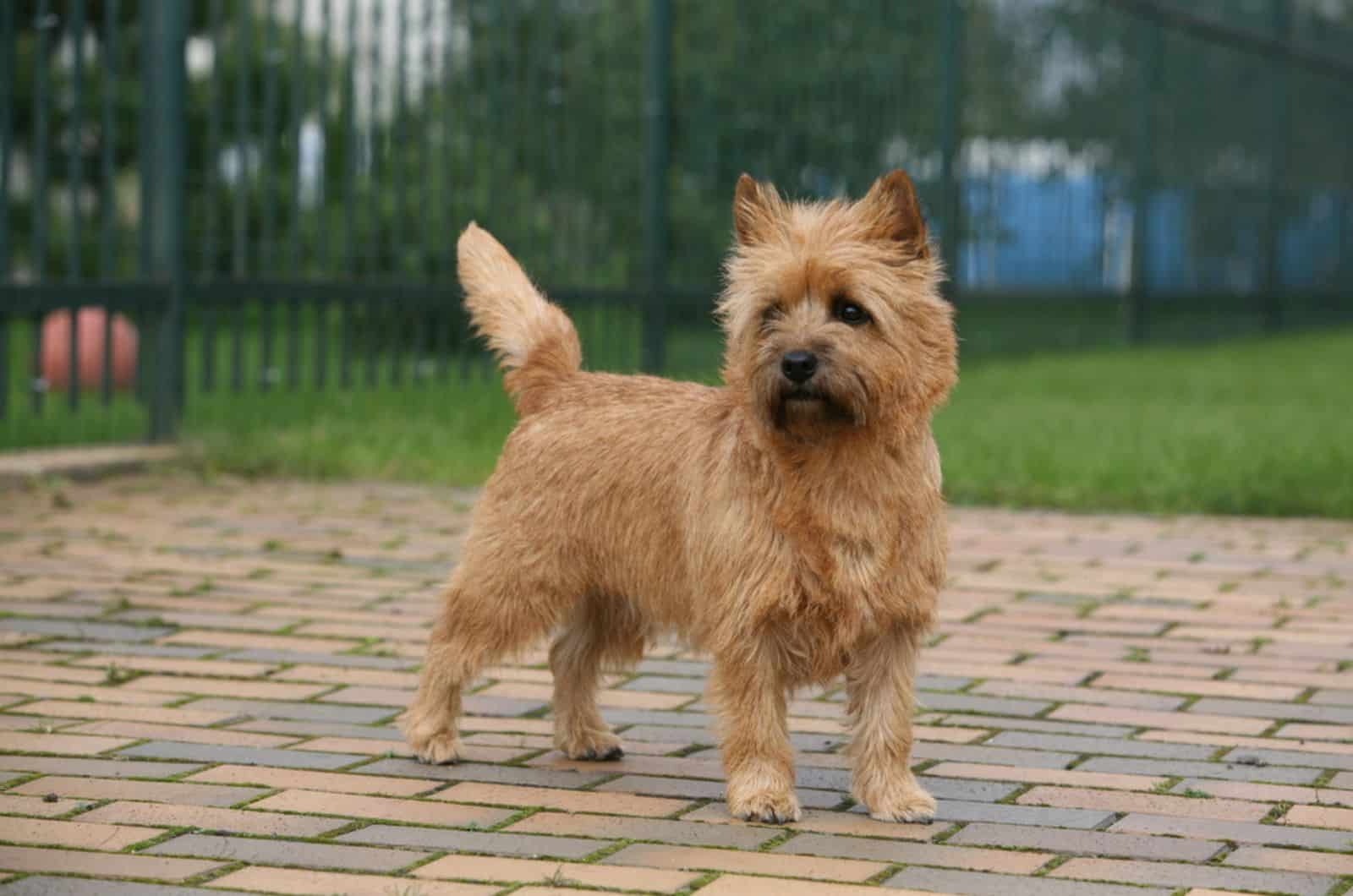 cairn terrier adulto de pie en el patio