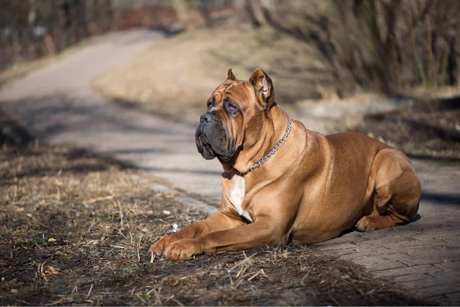 Cane Corso adulto tumbado