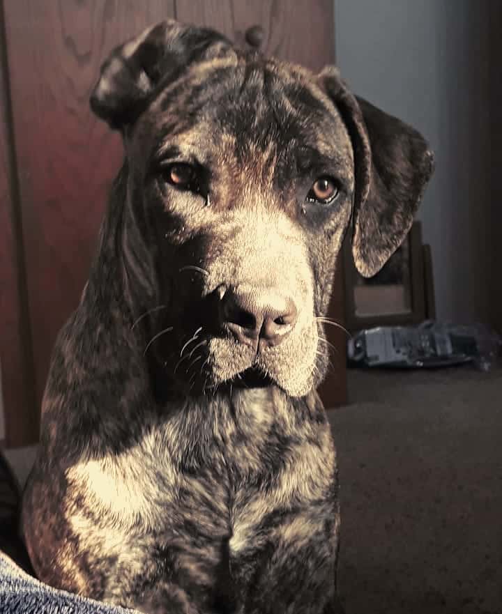 mezcla de cane corso presa canario adulto