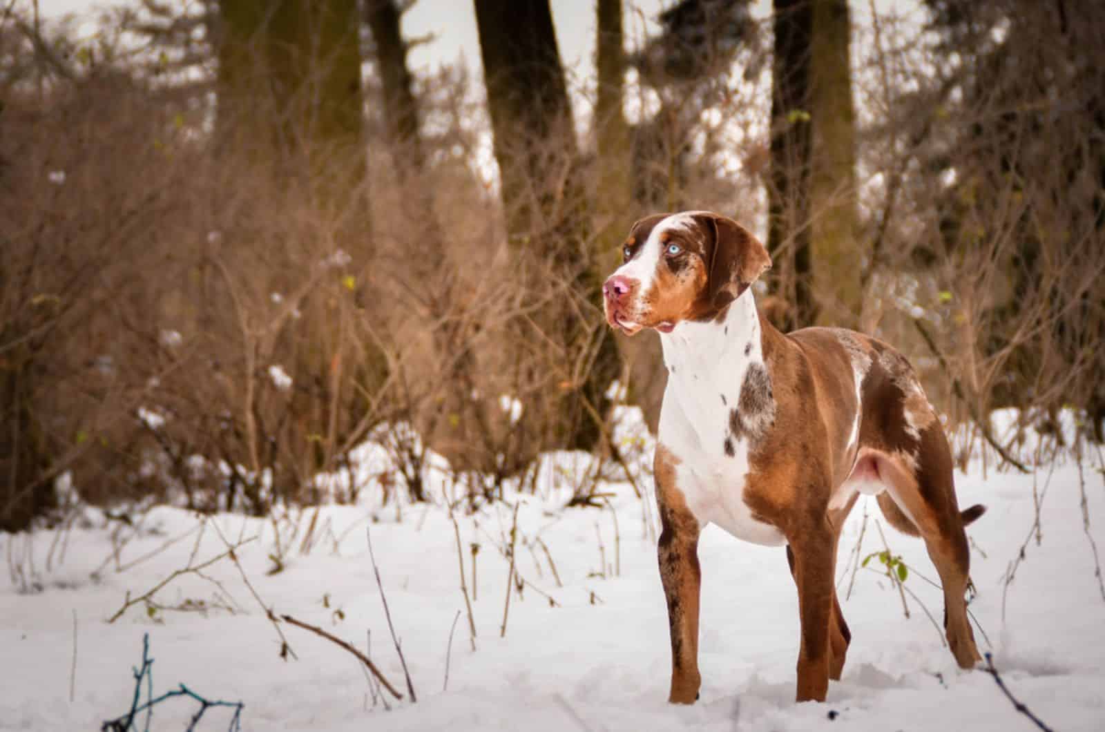 catahoula leopard adulto de pie en la nieve