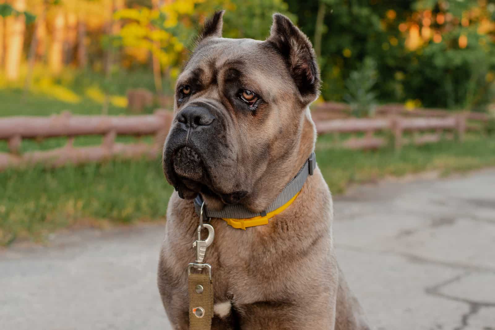 Cane Corso formentino adulto