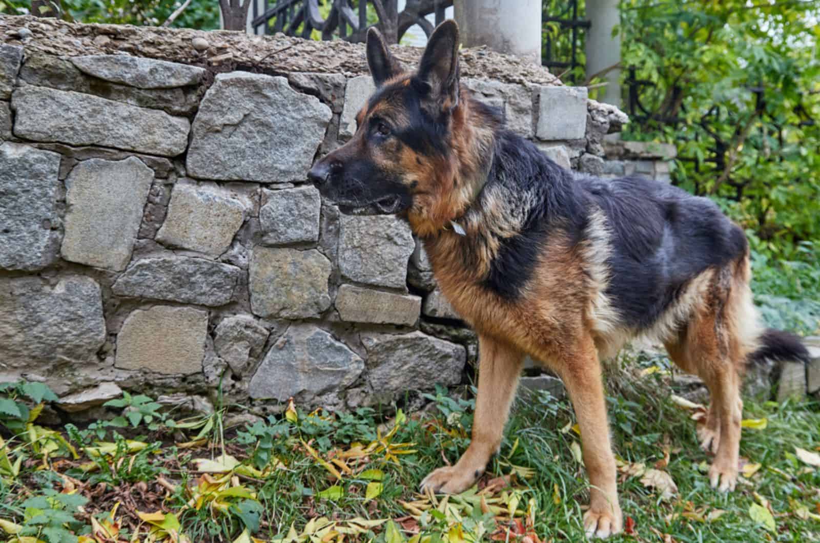 perro pastor alemán adulto al aire libre