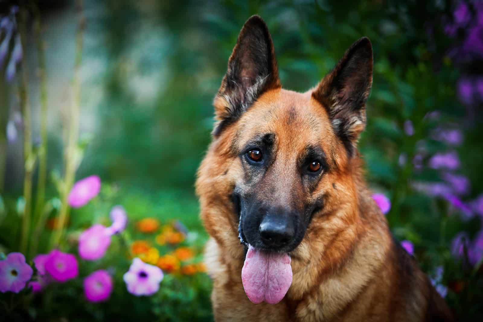 pastor alemán adulto fotografiado con flores de fondo